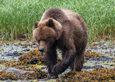 A Clam digging Grizzly Bear